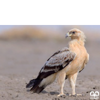 گونه عقاب خالدار بزرگ Greater Spotted Eagle